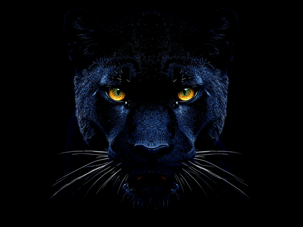 Black panther head portrait