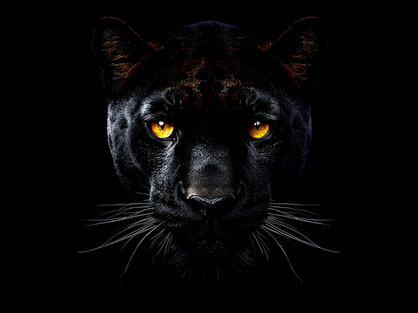 Black panther head portrait
