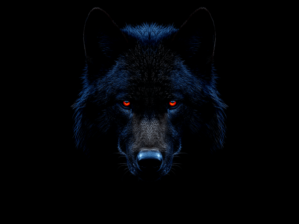 Black wolf head portrait str