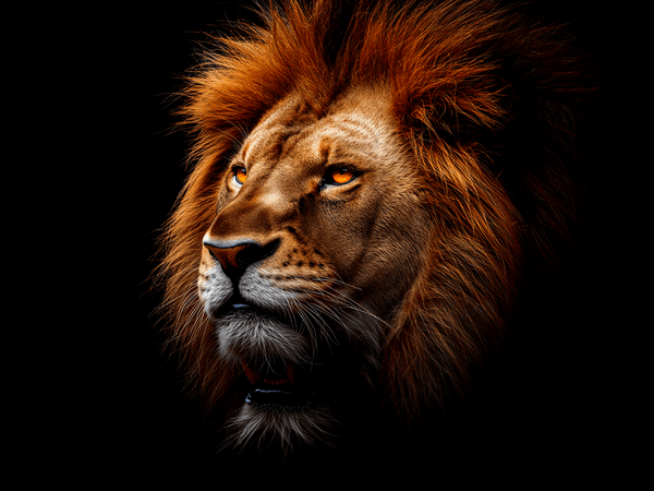 Male lion head portrait magn