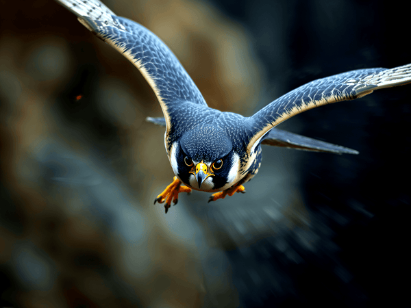 Peregrine falcon in steep di