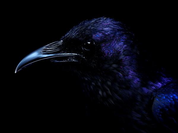 Raven head portrait glossy b