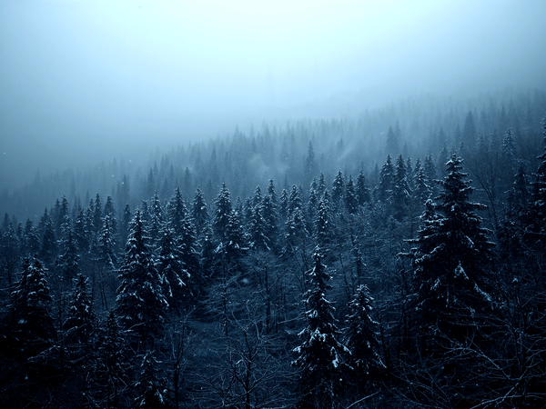a snowcovered dark forest wi