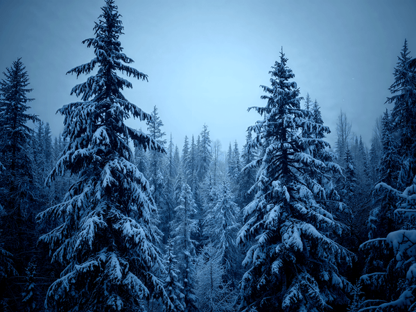 a snowcovered dark forest wi