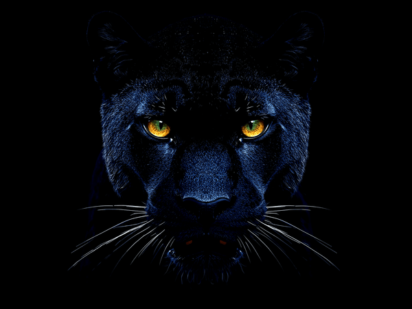 Black panther head portrait