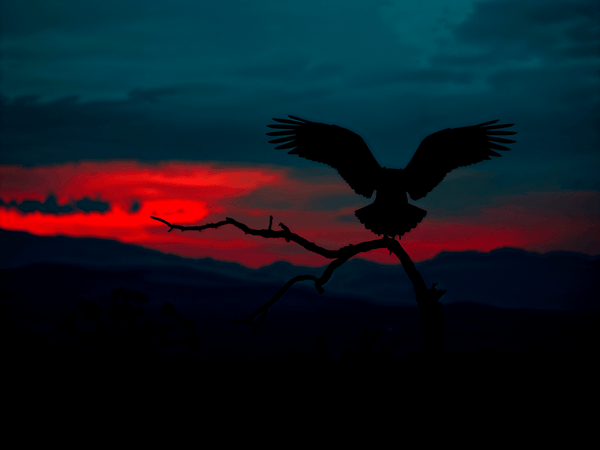 Professional eBay store bann