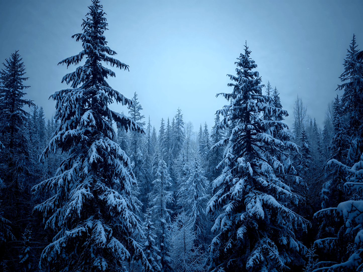 a snowcovered dark forest wi